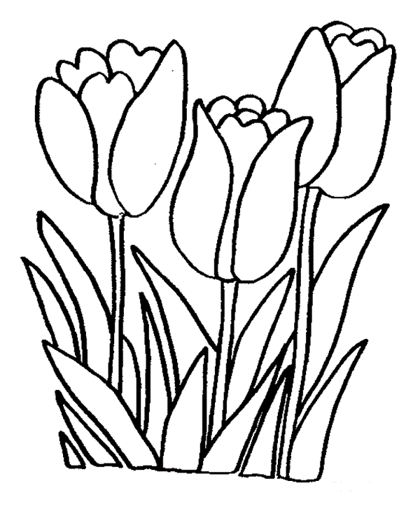 desenhos de tulipa